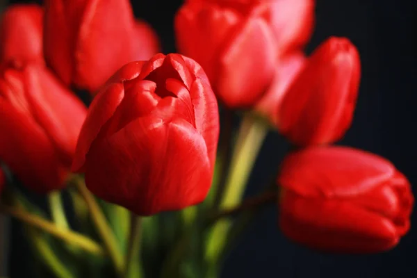 Аромат красных тюльпанов на черном фоне — стоковое фото