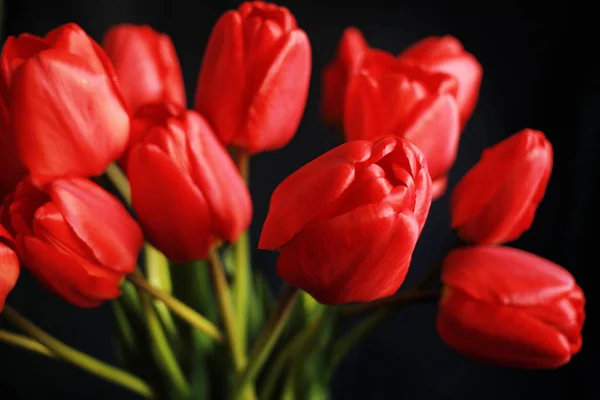 Закройте красные тюльпаны на черном фоне — стоковое фото