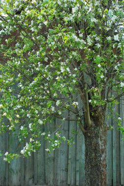 Ahşap bir duvarın arka planında beyaz çiçeklerle ağaç