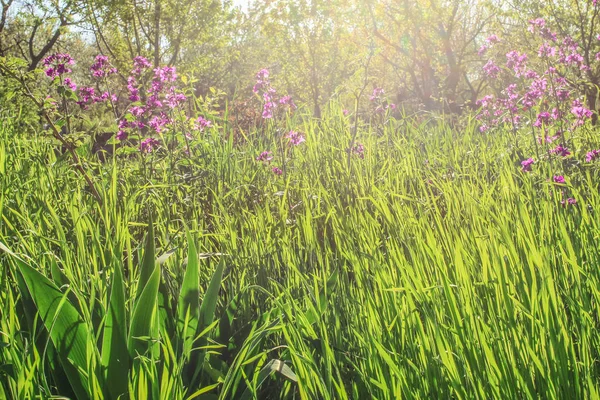 Textura de grama, campo florestal com grama densa alta e flores — Fotografia de Stock