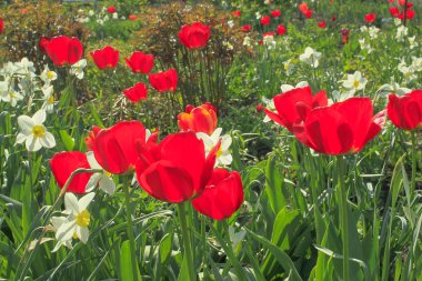 Kırmızı lale ve bahçede yeşil yaprakları arasında beyaz nergis