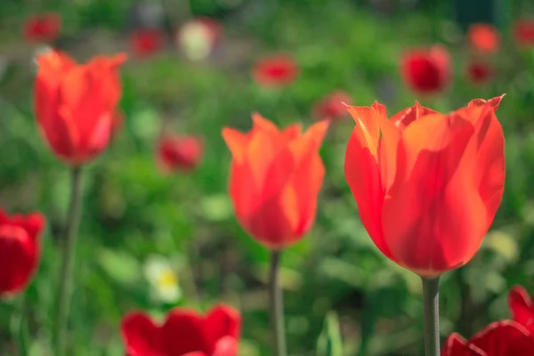 Цветущие тюльпаны в саду — стоковое фото