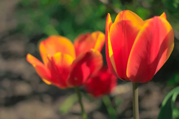 Цветущие оранжевые тюльпаны в саду — стоковое фото