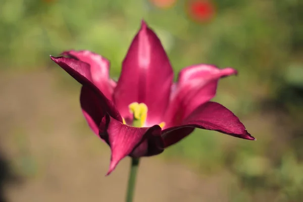 Один фиолетовый тюльпан крупным планом — стоковое фото