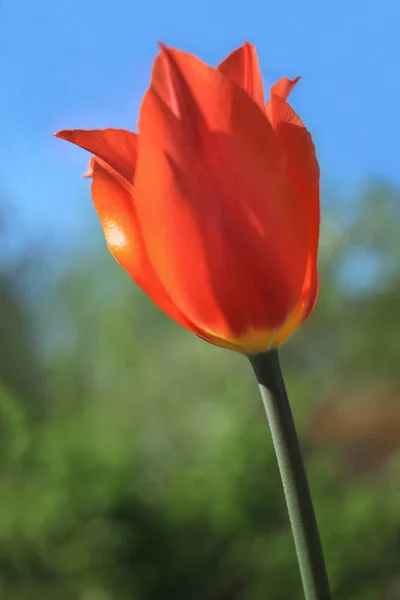 Один оранжевый тюльпан крупным планом — стоковое фото