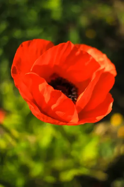 Один красный цветок мака в саду — стоковое фото
