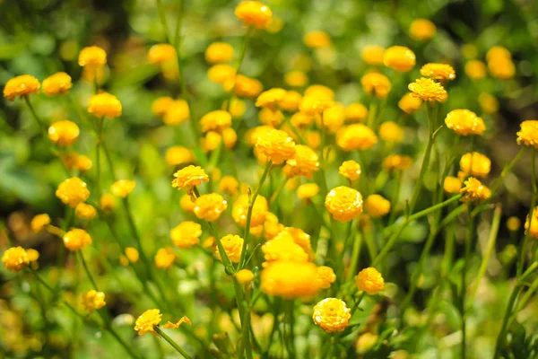 여름에는 초원에 미나리 꽃 — 스톡 사진