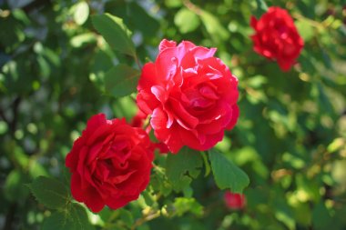 Yeşil yaprak arasında kırmızı bahçe gül