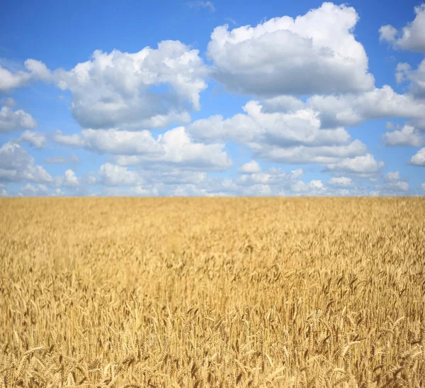 Пшеничне поле з дозрілими вухами на тлі блакитного хмарного неба, ідея багатого врожаю — стокове фото