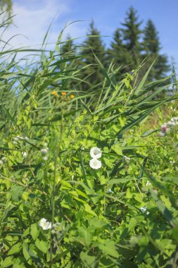 Doğal arka plan. Küçük mavi gökyüzü açık yeşil ot ve ladin büyüyen