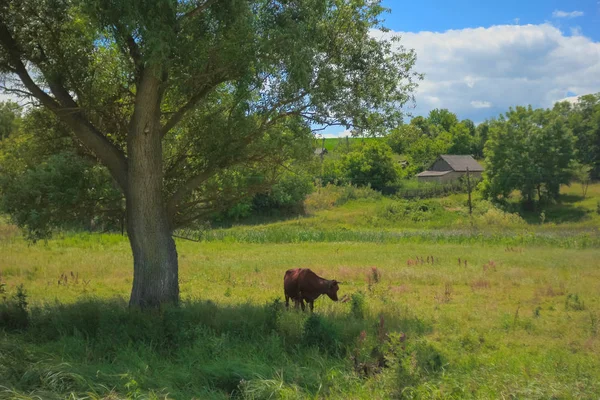 A vaca em um prado verde perto de uma árvore velha e uma casa de campo. Paisagem rural foto . — Fotografia de Stock