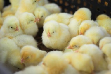 Yellow small chickens in the basket