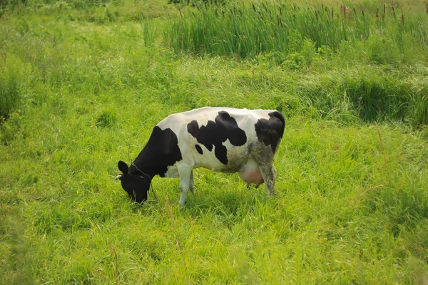 Vaca manchada pastando em um prado de grama verde — Fotografia de Stock