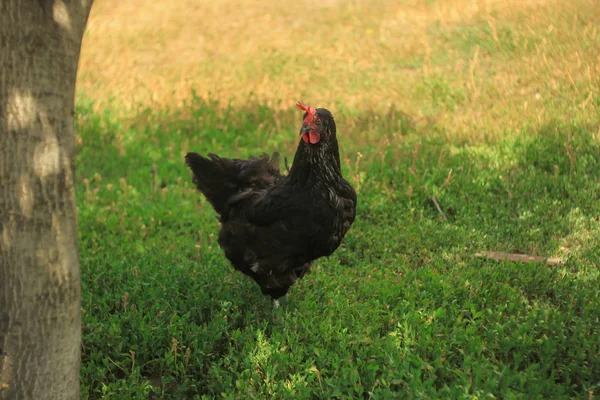 Black chicken on the green lawn