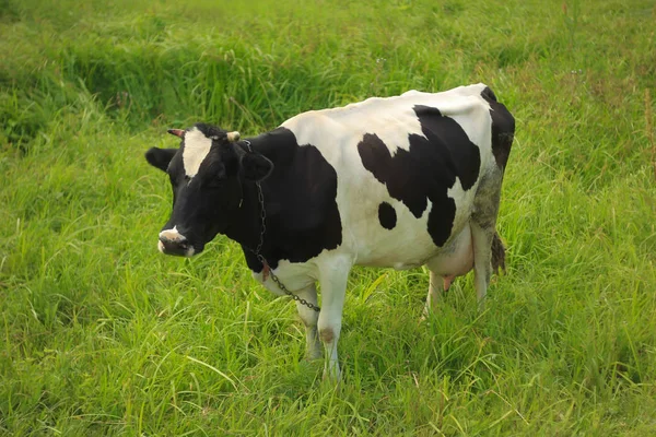 Mucca maculata in bianco e nero su un prato verde — Foto Stock