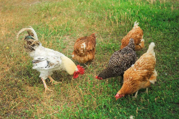 White cock and colorful chickens grazes on a green lawn. Concept bird farm. — Stok fotoğraf