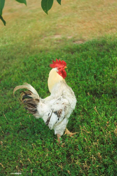 Grande galo orgulhoso em pé no gramado verde perto da fazenda — Fotografia de Stock