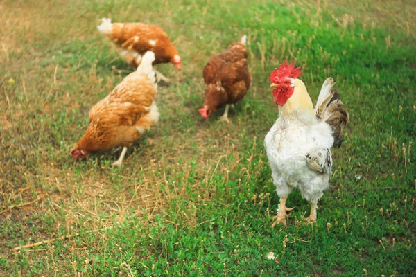 Büyük gurur horoz ve kahverengi tavuk çiftlik yakınındaki yeşil çim üzerinde duran — Stok fotoğraf