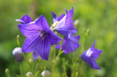 Bahçede mavi yaz çiçek