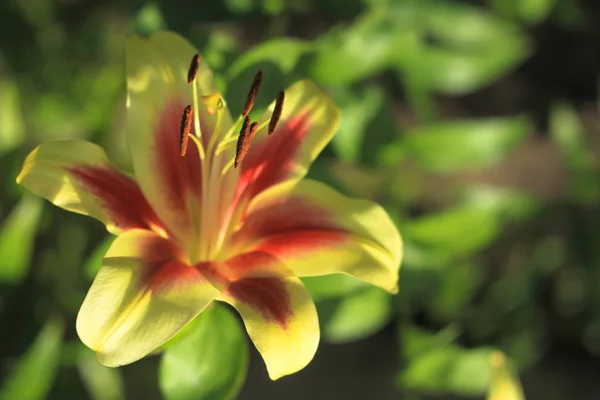 Закрыть желтую и красную лилии в саду — стоковое фото