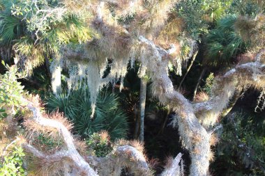 İspanyol yosunlu bir meşe ağacının üst görüntüsü, doğal bir arka plan. Sarasota, Florida