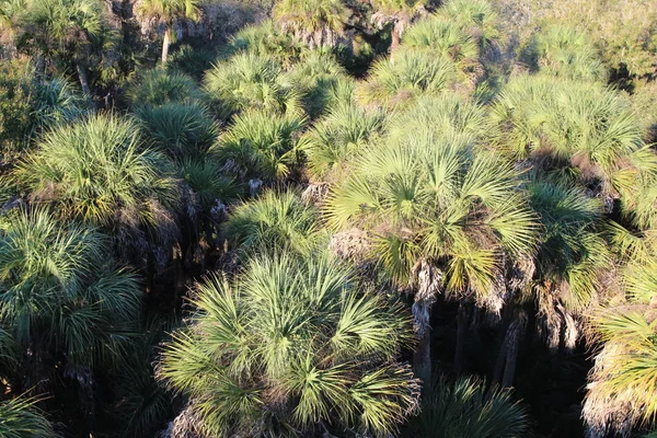 Top view of palm trees, Sarasota, Florida