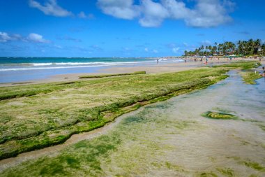 Brezilya - Porto de Galinhas plajları.