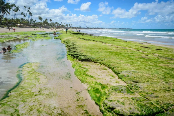 Brezilya - Porto de Galinhas plajları.