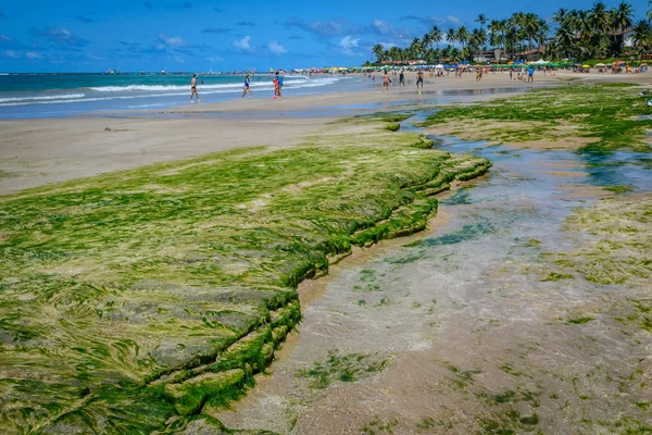 Brezilya - Porto de Galinhas plajları.