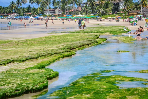 Plaże Brazylii - Porto de Galinhas. — Zdjęcie stockowe