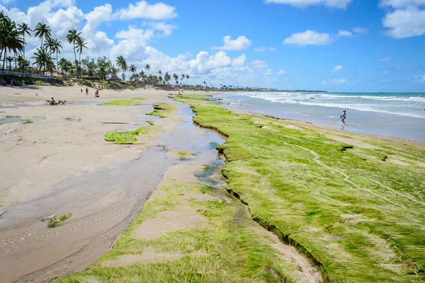 Brezilya - Porto de Galinhas plajları.