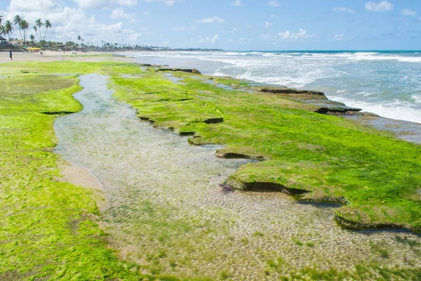Brezilya - Porto de Galinhas plajları.