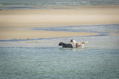 Brezilya Plajları - Ponta de Pedras Plajı, Pitimbu, Pernambuco Eyaleti - Brezilya