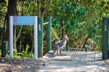 Bir küçük kanguru veya kanguru anlamına gelir ve bir kenara ülkedeki görünüyor