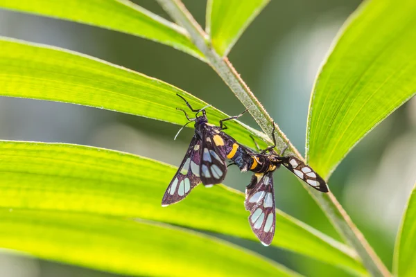 Tiger Grass Borer Moth mating — Stock Photo, Image