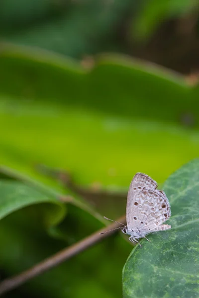 Papillon sur feuille verte — Photo