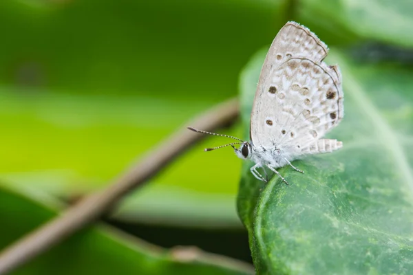 Butterfly on green leaf — Stock Photo, Image