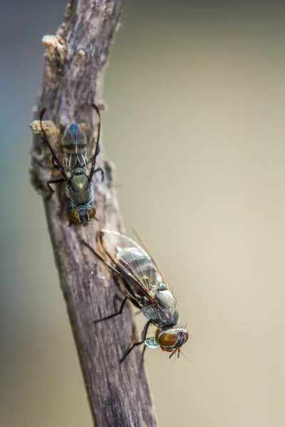 Moscas selvagens a acasalar. (Lispe tentaculata ) — Fotografia de Stock