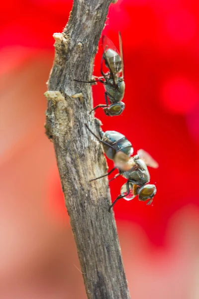 El apareamiento de moscas salvajes. (Lispe tentaculata ) —  Fotos de Stock