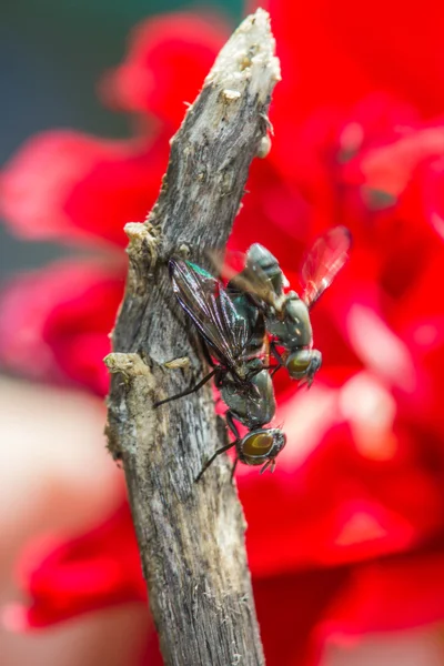 Wildfliegen paaren sich. (lispe tentaculata)) — Stockfoto