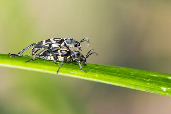 Little insect mating on green leaf — Stock Photo, Image