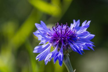 Güzel mavi kış çiçekleri niteliğine