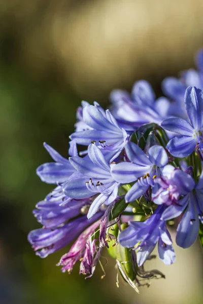 Beautiful little flowers on nature — Stock Photo, Image
