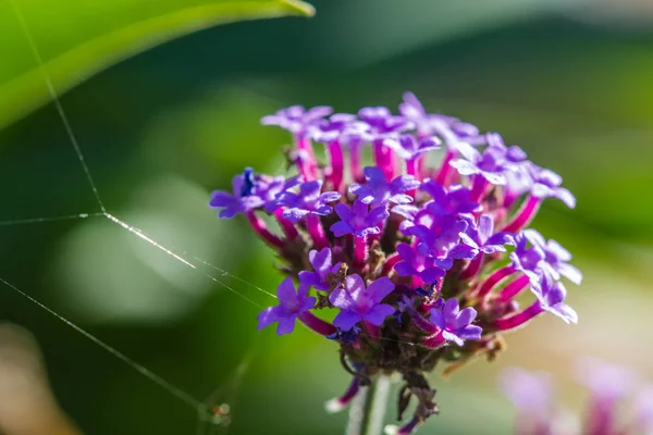 Vackra små blommor på naturen — Stockfoto