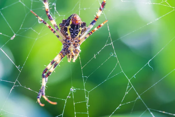 Spinne auf Spinnennetz — Stockfoto