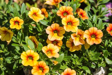 Güzel küçük çiçekler doğaya