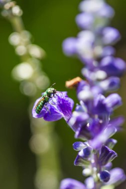 Mor çiçekli küçük arı
