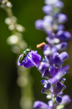 Mor çiçekli küçük arı
