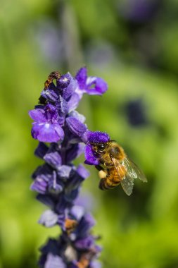 Mor çiçekli küçük arı
