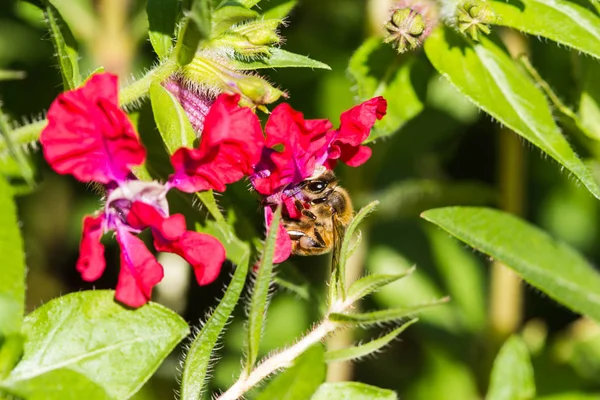 Lilla biet på röd blomma — Stockfoto
